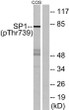 Western blot analysis of lysates from COS7 cells treated with 20% serum for 15', using SP1 (Phospho-Thr739) Antibody. STJ90408