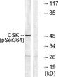Western blot analysis of lysates from HeLa cells treated with PMA 125 ng/ml for 30', using Csk (Phospho-Ser364) STJ90456