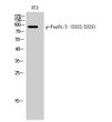 Western blot analysis of 3T3 cells using Phospho-FoxO1/3 (S322/S325) Polyclonal Antibody STJ90465