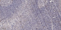 Immunohistochemical analysis of paraffin-embedded human tonsil. 1, Antibody was diluted at 1:200 (4° overnight). 2, STJ90465