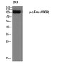 Western blot analysis of 293 using p-c-Fms (Y809) antibody.