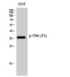 Western blot analysis of 293T cells using Phospho-PBK (T9) Polyclonal Antibody diluted at 1:500 STJ90490