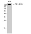 Western blot analysis of A431 cells using Phospho-PKD1 (S910) Polyclonal Antibody