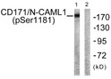 Western blot analysis of lysates from K562 cells, using CD171/N-CAML1 (Phospho-Ser1181) Antibody. The lane on the right is blocked with the phospho peptide.