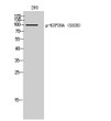Western blot analysis of 293 cells using Phospho-KIF20A (S528) Polyclonal Antibody STJ90533
