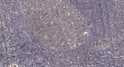 Immunohistochemical analysis of paraffin-embedded human tonsil. 1, Antibody was diluted at 1:200 (4° overnight). 2, STJ90543
