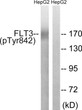 Western blot analysis of lysates from HepG2 cells treated with EGF 200ng/ml 30', using FLT3 (Phospho-Tyr842) Antibody. The lane on the right is blocked with the phospho peptide.