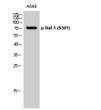 Western blot analysis of A549 cells using Phospho-Raf-1 (S301) Polyclonal Antibody diluted at 1：1000