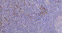 Immunohistochemical analysis of paraffin-embedded human tonsil. 1, Tris-EDTA, pH 9.0 was used for antigen retrieval. 2, STJ90601