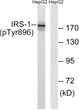 Western blot analysis of lysates from HepG2 cells treated with Na₃VO₄ 0.3 mM 40', using IRS-1 (Phospho-Tyr896) STJ90605