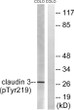 Western blot analysis of lysates from COLO205 cells treated with EGF 200ng/ml for 30', using Claudin 3 (Phospho-Tyr219) STJ90624