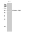 Western Blot analysis of HUVECs using Phospho-DAPK3 (T265) Polyclonal Antibody STJ90708