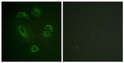 Immunofluorescence analysis of A549 cells using DAPP1 (Phospho-Tyr139) Antibody. The picture on the right is blocked STJ90709