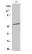 Western blot analysis of various cells using Phospho-Synaptotagmin 1/2 (T202/199) Polyclonal Antibody