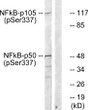 Western blot analysis of NF-Kappa B p105/p50 (Phospho-Ser337) Antibody. The lane on the right is blocked with the NF-Kappa B p105/p50 (Phospho-Ser337) peptide.