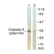 Western blot analysis of lysates from K562 cells, using Caspase 9 (Phospho-Ser144) Antibody. The lane on the right is blocked with the phospho peptide.