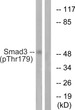 Western blot analysis of lysates from HeLa cells treated with TNF 20ng/ml 2', using Smad3 (Phospho-Thr179) Antibody. The lane on the right is blocked with the phospho peptide.