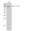 Western Blot analysis of JK cells using Phospho-Vav3 (Y173) Polyclonal Antibody STJ90999