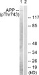 Western blot analysis of lysates from HeLa cells, using Amyloid beta A4 (Phospho-Thr743/668) Antibody. The lane on the right is blocked with the phospho peptide.