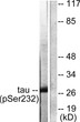 Western blot analysis of lysates from HeLa cells, using 14-3-3 thet/tau (Phospho-Ser232) Antibody. The lane on the right is blocked with the phospho peptide.