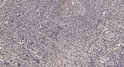 Immunohistochemical analysis of paraffin-embedded human tonsil. 1, Antibody was diluted at 1:200 (4°C overnight). 2, Tris-EDTA, pH9.0 was used for antigen retrieval. 3, Secondary antibody was diluted at 1:200 (room temperature, 30min).