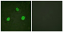 Immunofluorescence analysis of HeLa cells using Histone H3.3 (Phospho-Ser31) Antibody. The picture on the right is STJ91330