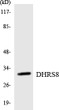 Western blot analysis of the lysates from RAW264.7 cells using DHRS8 antibody. STJ91378