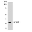 Western blot analysis of the lysates from HT-29 cells using SFRS7 antibody. STJ91393