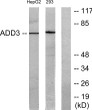 Western blot analysis of lysates from HepG2 and 293 cells, using ADD3 Antibody. The lane on the right was blocked with STJ91492