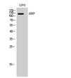 Western blot analysis of LOVO cells using ADNP polyclonal antibody cells nucleus extracted by Minute™ cytoplasmic and STJ91502