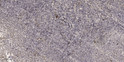 Immunohistochemical analysis of paraffin-embedded human tonsil. 1, Antibody was diluted at 1:200 (4° overnight). 2, STJ91503
