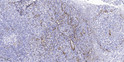 Immunohistochemical analysis of paraffin-embedded human tonsil. 1, Tris-EDTA, pH 9.0 was used for antigen retrieval. 2, STJ91520