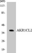 Western blot analysis of the lysates from HT-29 cells using AKR1CL2 antibody. STJ91536