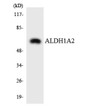 Western blot analysis of the lysates from COLO205 cells using ALDH1A2 antibody. STJ91553