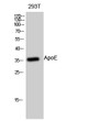 Western blot analysis of 293T cells using ApoE Polyclonal Antibody diluted at 1：500