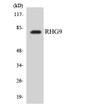 Western blot analysis of the lysates from COLO205 cells using RHG9 antibody. STJ91685
