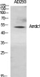 Western blot analysis of various cells using Arrdc1 polyclonal antibody diluted at 1:1000 STJ91703
