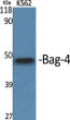 Western Blot analysis of various cells using Bag-4 Polyclonal Antibody STJ91806