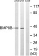 Western blot analysis of lysates from 293 and A549 cells, using BMP8B Antibody. The lane on the right was blocked with STJ91871
