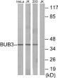 Western blot analysis of lysates from HeLa cells, Jurkat cells, and 293 cells, using BUB3 Antibody. The lane on the right is blocked with the synthesized peptide.