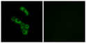 Immunofluorescence analysis of A549 cells using C1QB Antibody. The picture on the right is blocked with the synthesized STJ91928