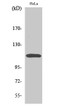 Western blot analysis of various cells using CARD10 polyclonal antibody STJ91999