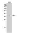Western blot analysis of K562 cells using CD272 Polyclonal Antibody