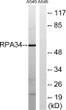 Western blot analysis of lysates from A549 cells, using CD3EAP Antibody. The lane on the right was blocked with the STJ92124