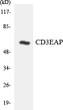 Western blot analysis of the lysates from HUVEC cells using CD3EAP antibody. STJ92124