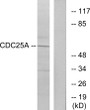 Western blot analysis of lysates from A2780 cells, treated with UV, using CDC25A Antibody. The lane on the right is blocked with the synthesized peptide.