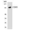Western blot analysis of the lysates from HepG2 cells using CDH9 antibody. STJ92181