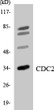 Western blot analysis of the lysates from HeLa cells using CDC2 antibody.