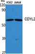 Western blot analysis of various cells using CDYL2 Polyclonal Antibody diluted at 1：1000 cells nucleus extracted by Minute TM Cytoplasmic and Nuclear Fractionation kit (SC-003, Inventbiotech, MN, USA).