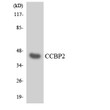 Western blot analysis of the lysates from HT-29 cells using CCBP2 antibody. STJ92261